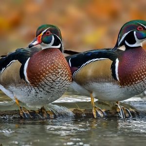 Wood ducks