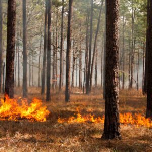Prescribed fire burn line in a forest in South Carolina.