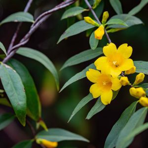 Yellow Jasmine blooming in Alabama.