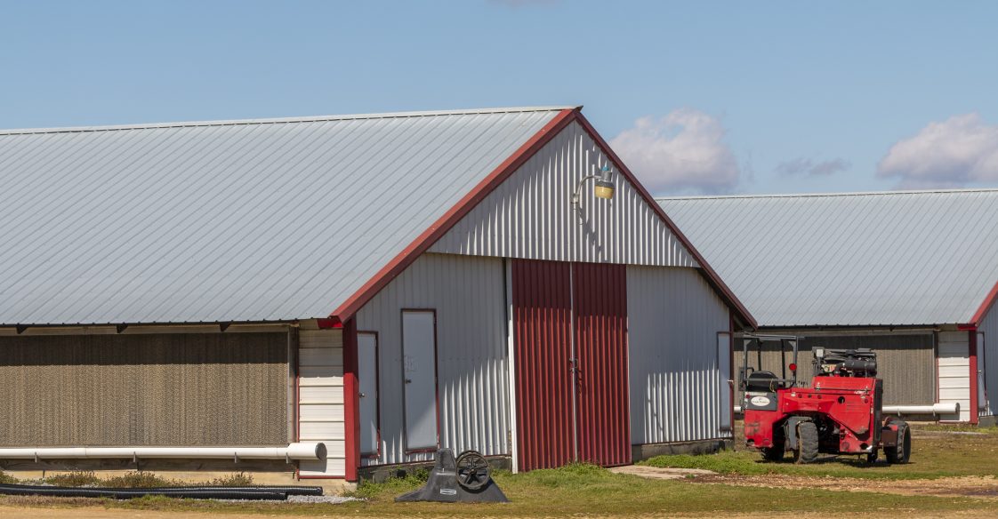 poultry house with cooling cells