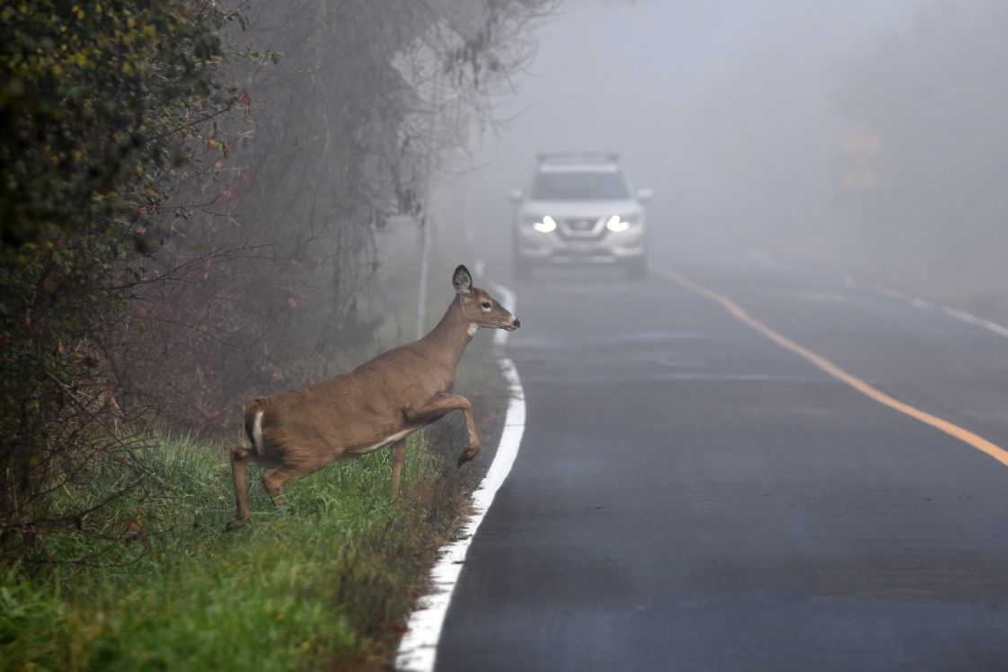 A white-tailed doe crossing a roadway, with a car seen in the background.