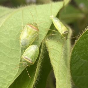 Adult redbanded stink bugs.