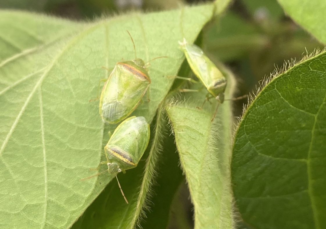 Adult redbanded stink bugs.