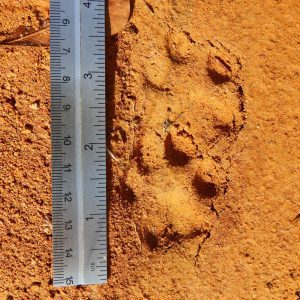 Figure 3b. Bobcat tracks.