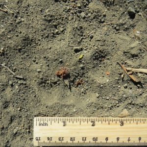 Figure 3c. Cougar tracks.