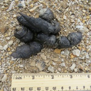 Figure 4. Bobcat scat typically contains fur and feathers similar to coyotes, but the ends tend to be rounder and the scat denser. (Photo credit: © Garth Harwood, CC-BY, some rights reserved)
