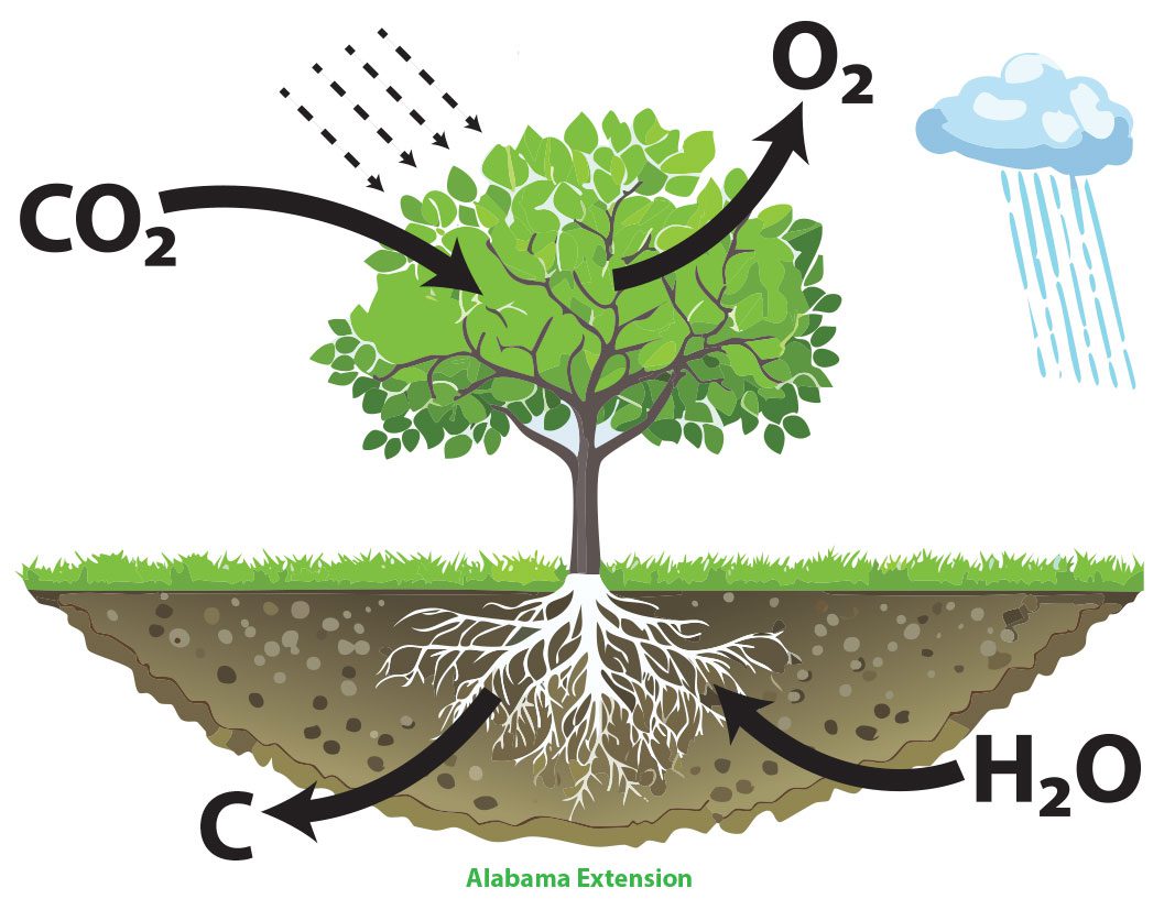 Figure 2. Photosynthesis is a physiological process in which sunlight, carbon dioxide, and water create energy for trees