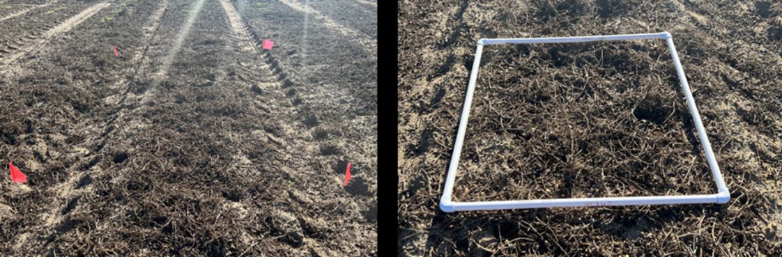Figure 1. The sampling area can be marked with a tape measure and flags or a PVC frame.
