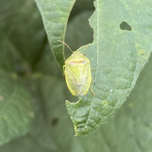 An adult redbanded stink bug.
