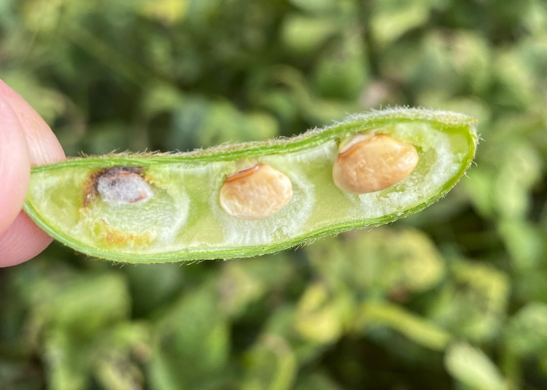 Soybean pod damage from redbanded stink bugs.