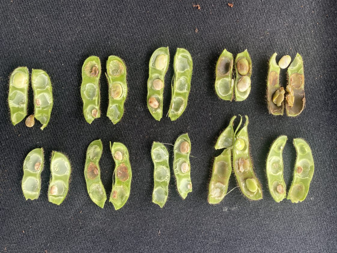 Soybean pod damage from redbanded stink bugs.