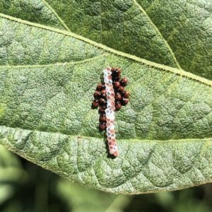 Redbanded stink bug eggs hatching.