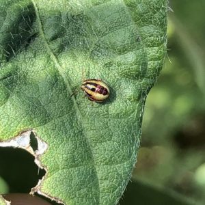 A nymph of a redbanded stink bug.
