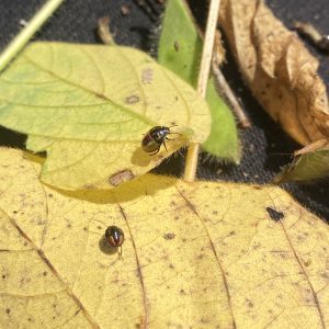 Nymphs of a redbanded stink bug.
