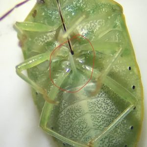 The spine of a redbanded stink bugs.