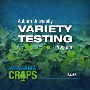 Alabama Crops Report Season 4 Episode 5 — Auburn University Variety Testing Program