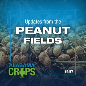 Season 4 Episode 7 Updates from the Peanut Fields