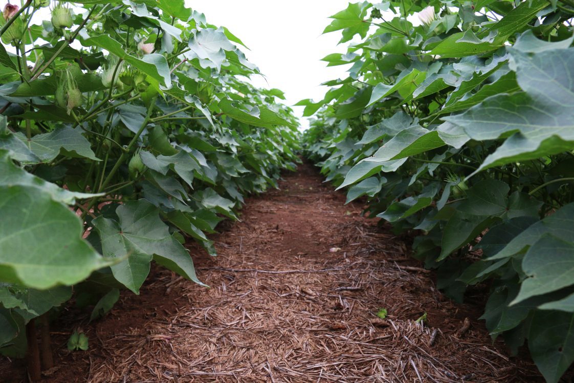 close up shot of between two rows of cotton plants.