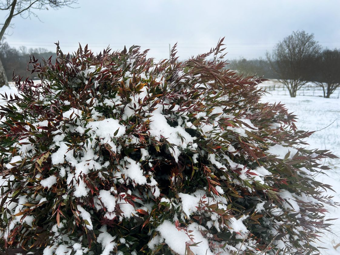 snow-covered shrub being assessed for garden recovery