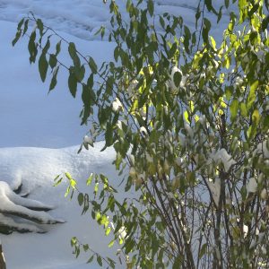snow in a yard in Alabama