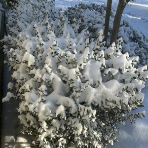 snow-covered shrubs being assessed for garden recovery