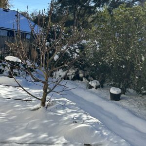 snow in a front yard on the Alabama Gulf Coast