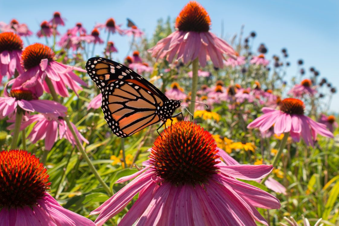 A Monarch butterfly perched on a purple flower,