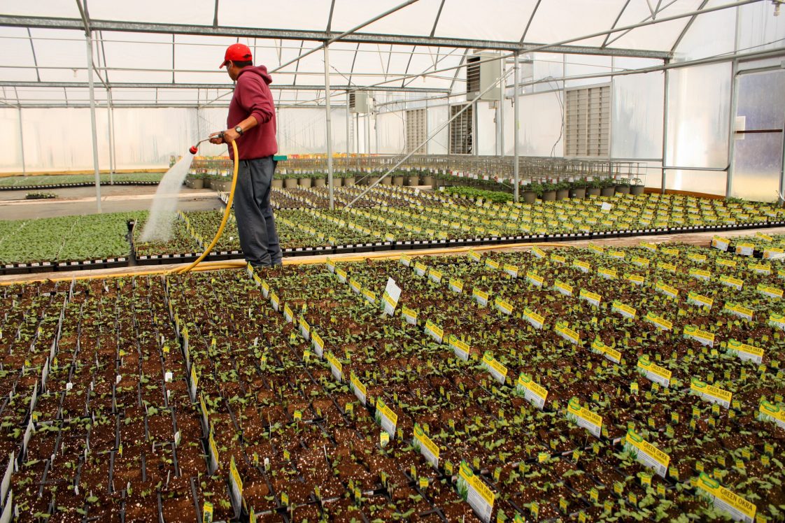 A male worker watering plants in a greenhouse.