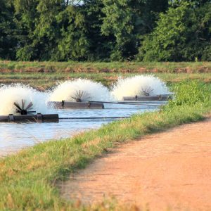 Water paddle wheels inside a commercial fish pond.