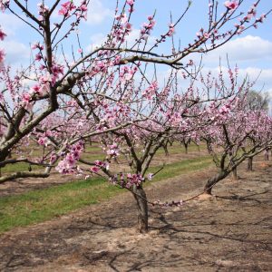 A peach orchard in bloom.