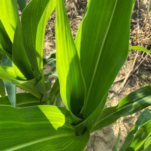 An close up, overlooking view of field corn growing.