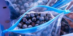 Blueberries ready for storage in plastic bags.