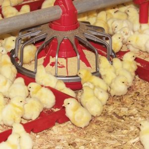 Yellow chicks inside a commercial poultry house.