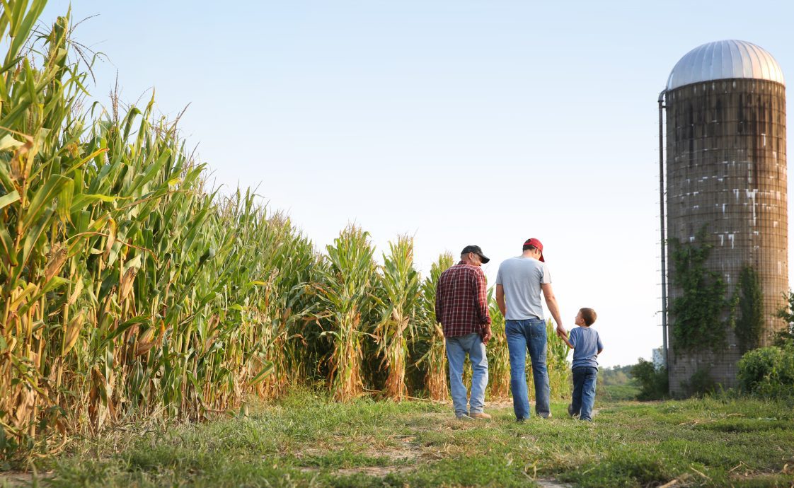 A grandfather, his son, and his grandson walking beside a corn field on their farm.