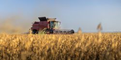 A combine harvesting soybeans at sunset