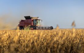 A combine harvesting soybeans at sunset