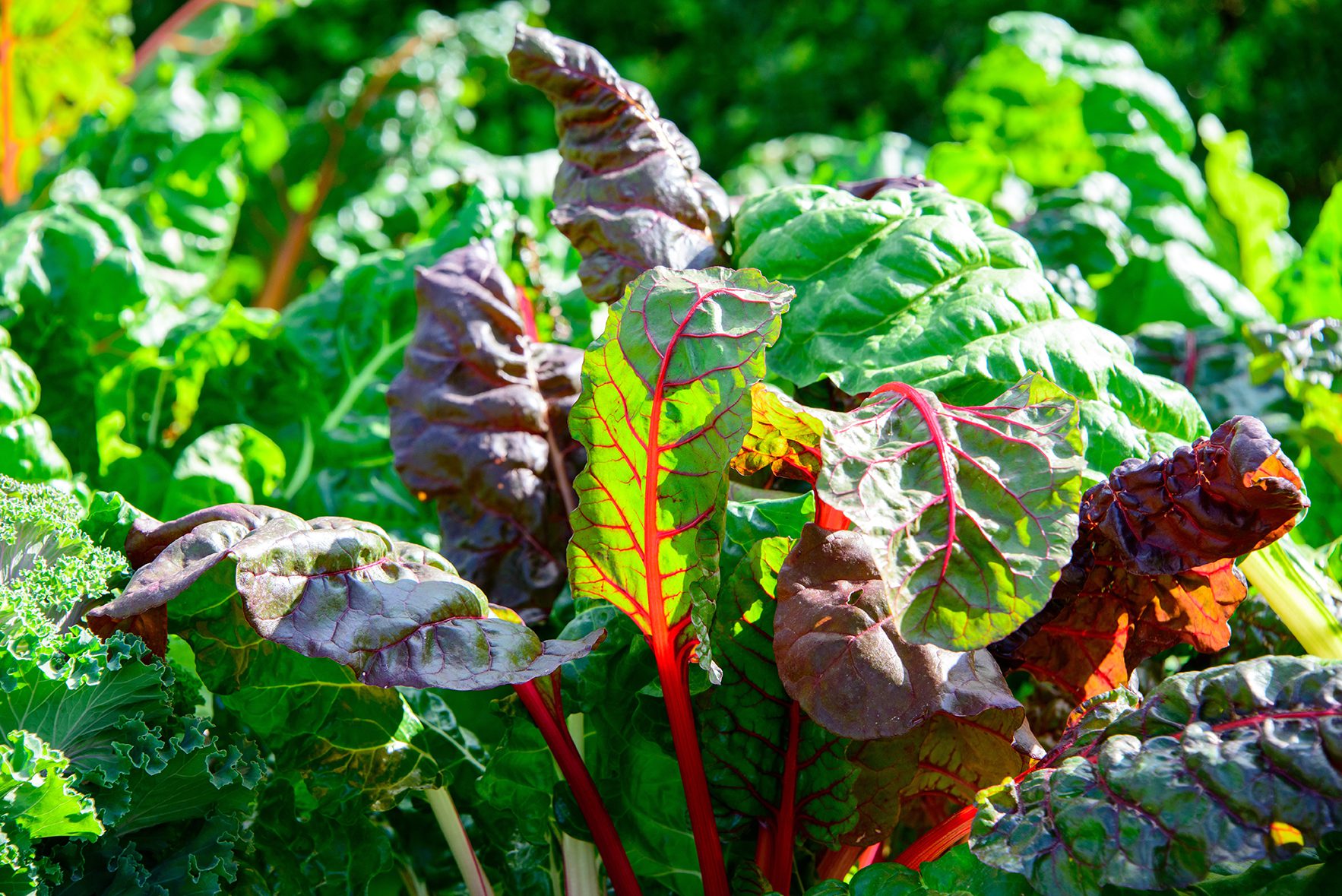 A garden bed of leafy vegetables, including Swiss chard and kale.