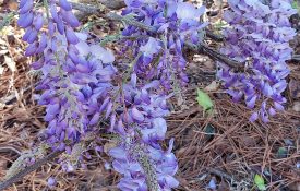 Wisteria purple flowering plant.
