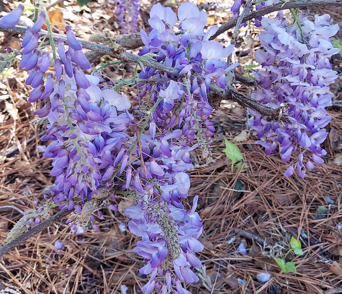 Wisteria purple flowering plant.