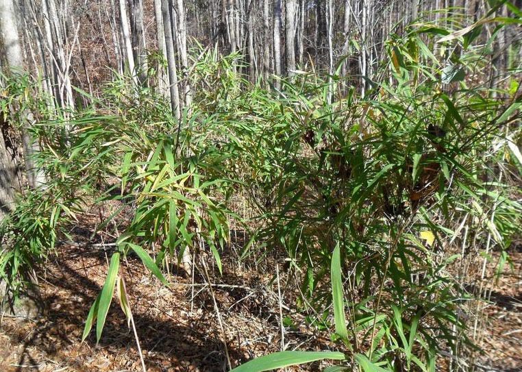 Giant rivercane stand in a forest.
