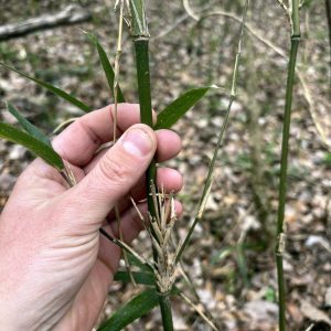 Native stands of rivercane (Arundinaria gigantea).