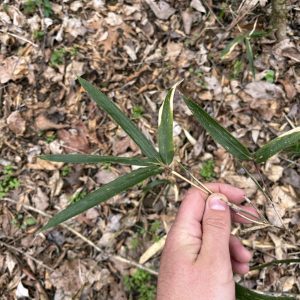 Native stands of rivercane (Arundinaria gigantea).