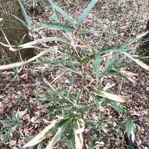 Native stands of rivercane (Arundinaria gigantea).