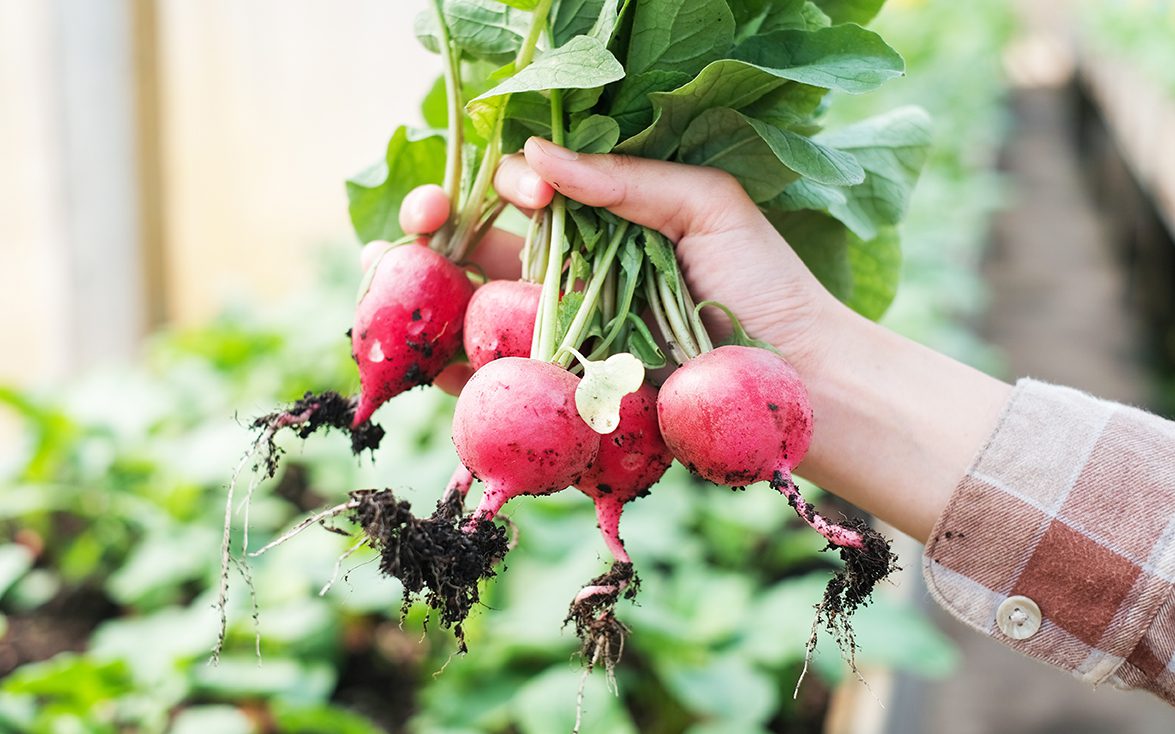 A young woman's hand holding a bunch of fresh red radishes.