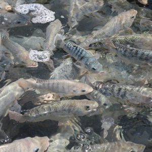 Fish in an aquaponics system.