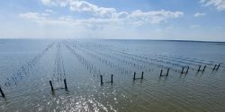 An aerial view of an Alabama oyster farm