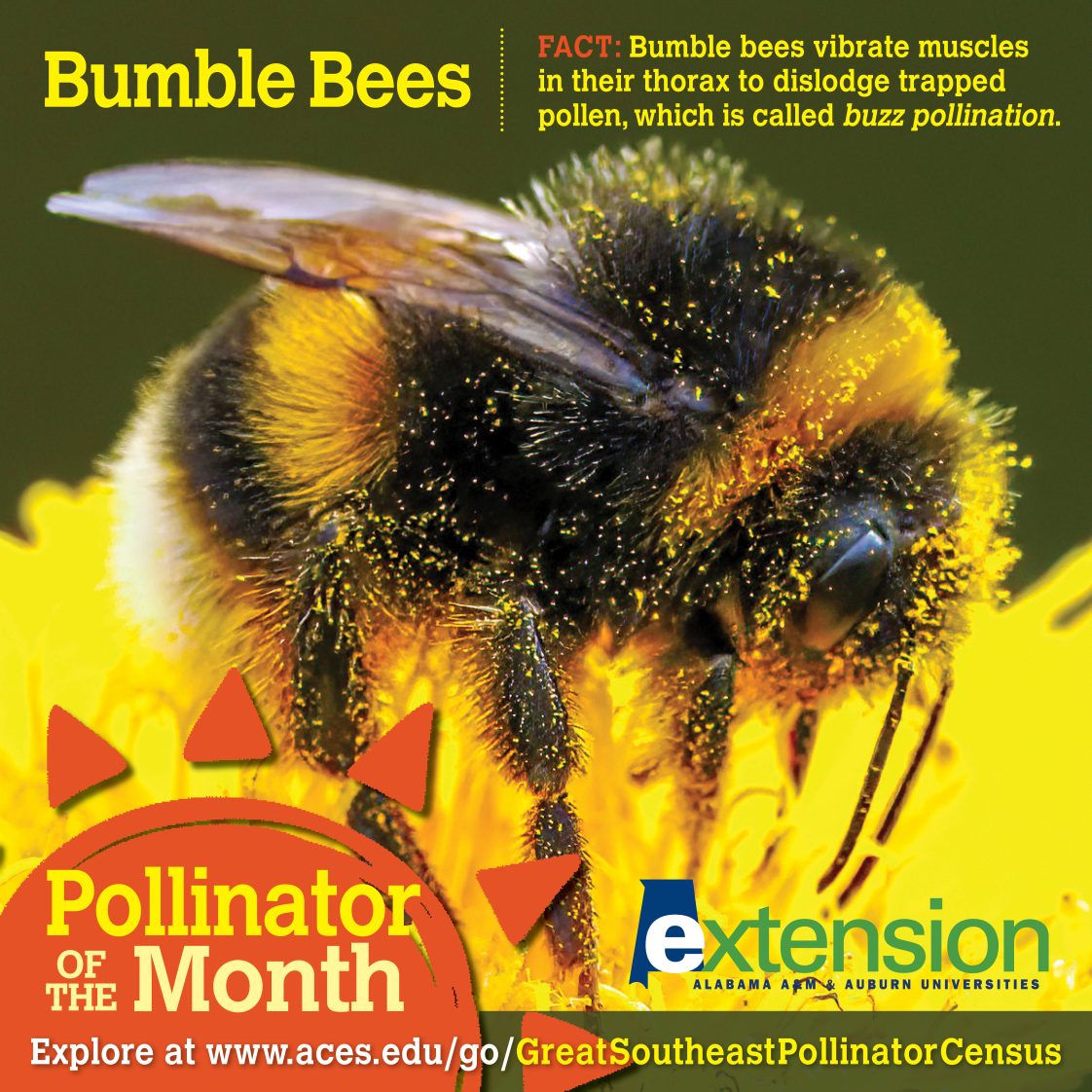 Pollinator of the Month: Bumble Bees