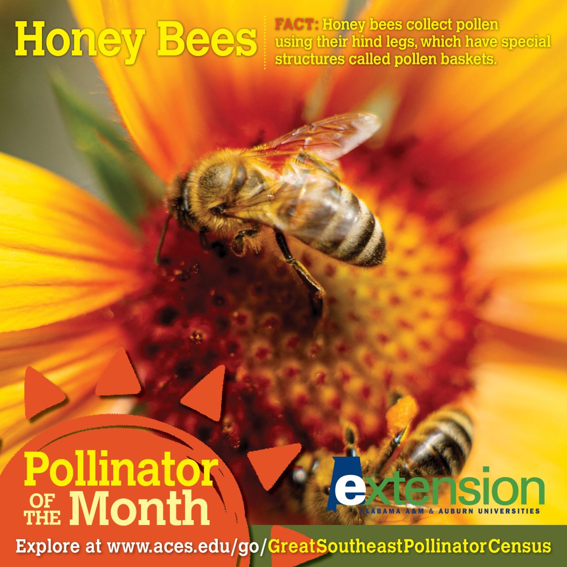 Pollinator of the Month: Honey Bees