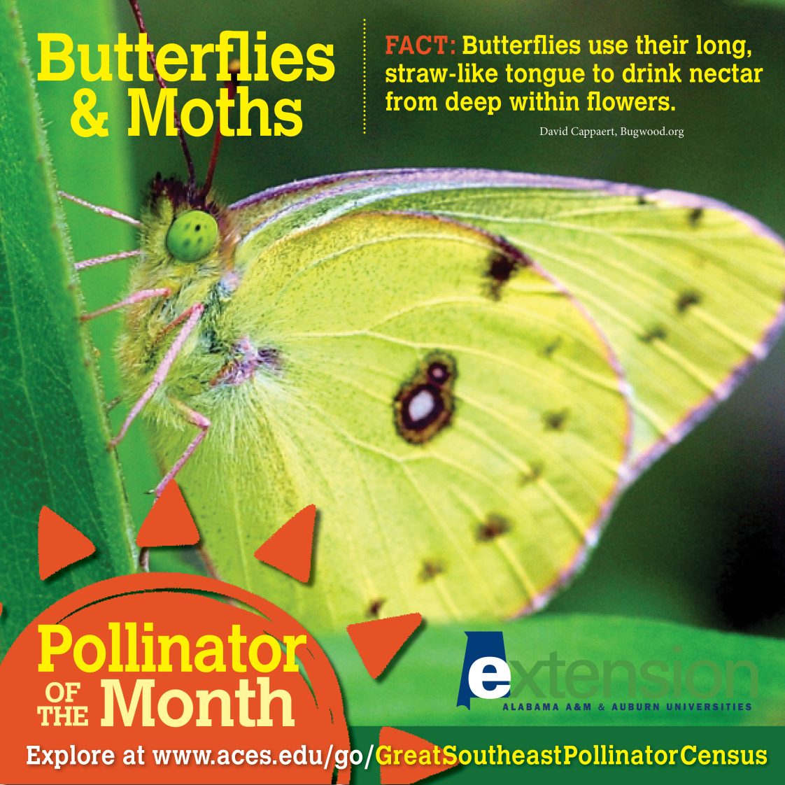 Pollinator of the Month: Butterflies & Moths