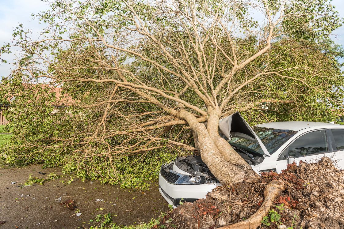 Tree Risk Management: Mitigating Consequences & Enhancing Safety ...